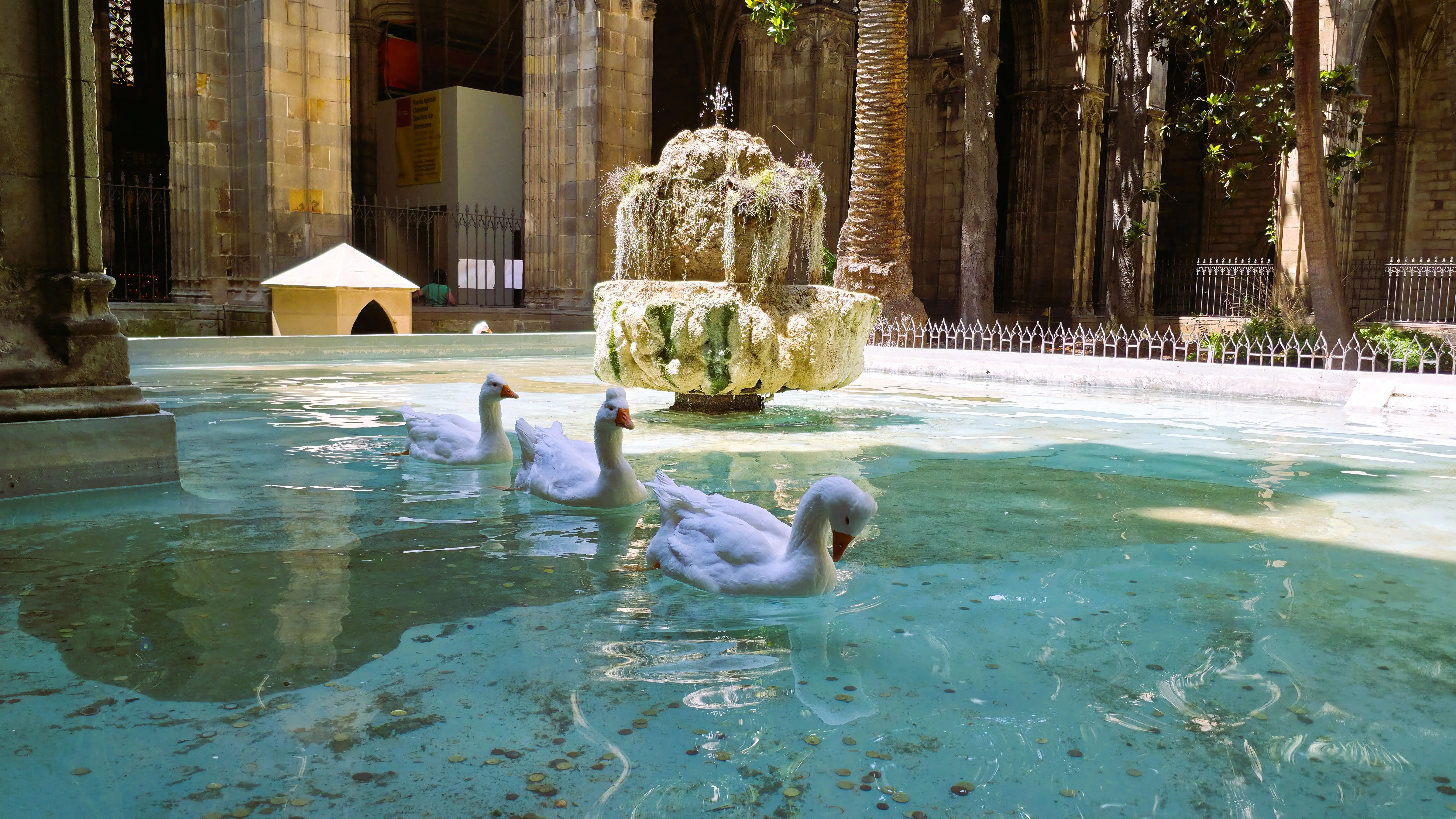Gotischer Kreuzgang der Kathedrale von Barcelona mit seinen weißen Gänsen